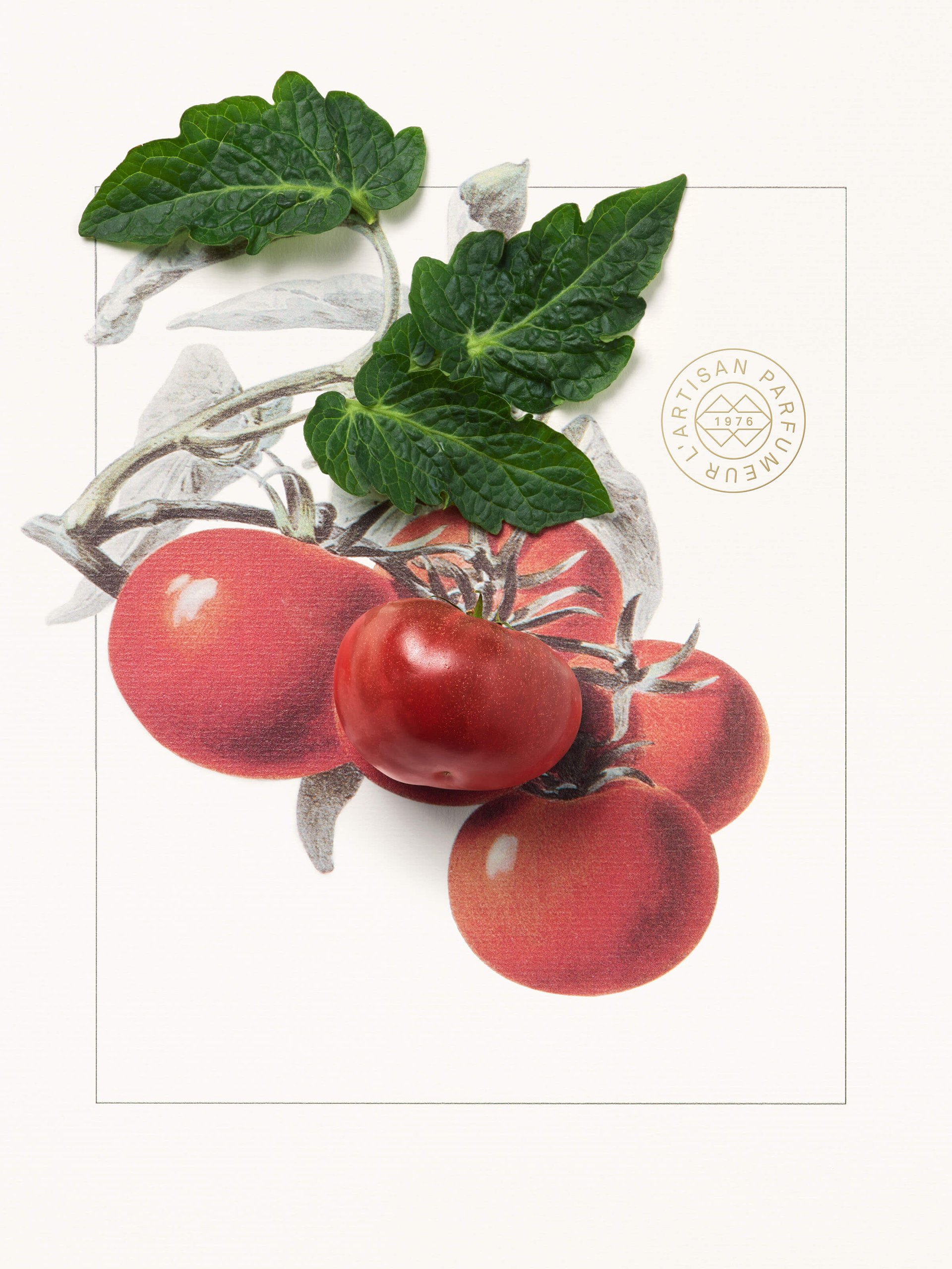 Ingredient_Le_Potager_Article_Thumbnails_2400X3200_Tomato Leaf.jpg